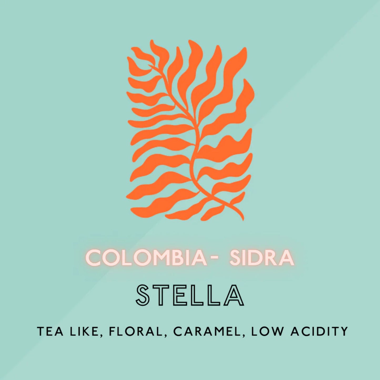 The Artery Community Roasters Stella Sidra Light Roast (SP) is available at Knyota Non-Alcoholic Drinks.